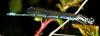 Coenagrion puella